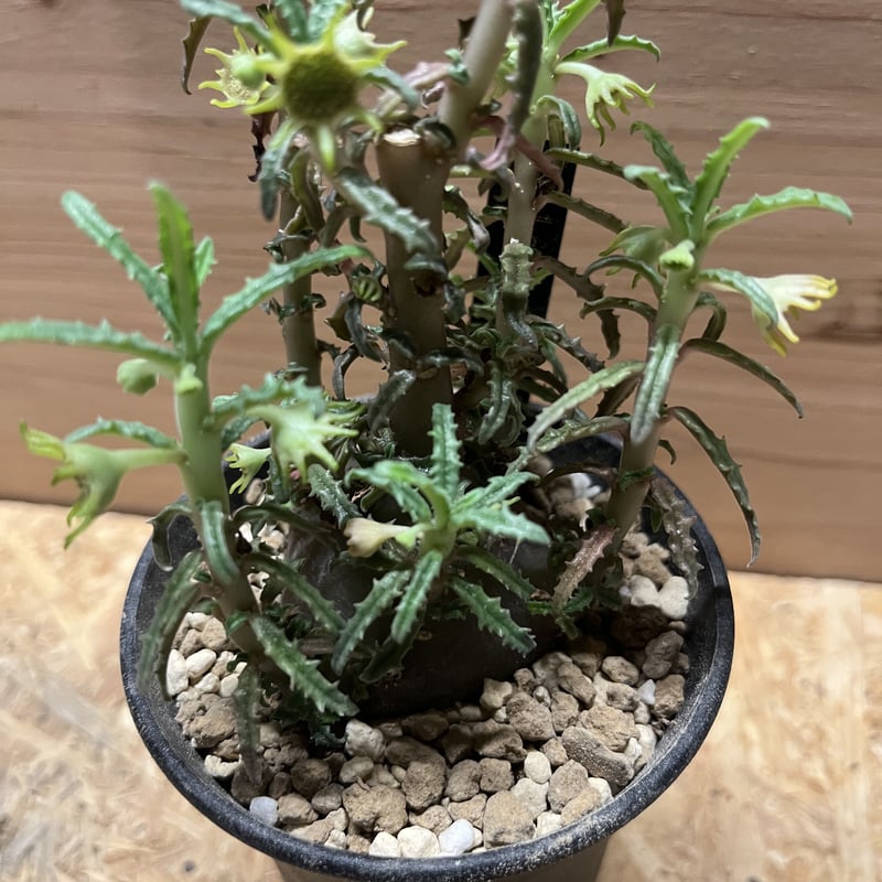 ドルステニア ヒルデブランドティーf.クリスプム | GREEN LUCK