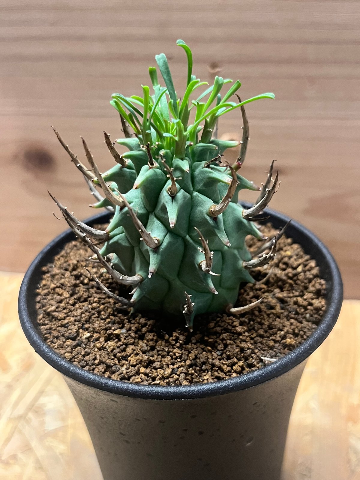ユーフォルビア 闘牛角 スコエンランディ 塊根植物 多肉植物 ユーフォルビア スコエンランディ 