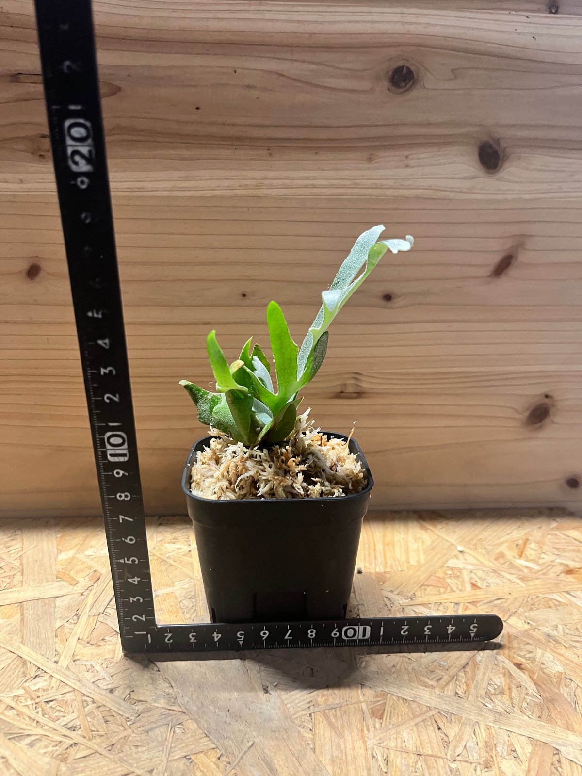 ビカクシダ ウィリンキー 'ジュエル' | GREEN LUCK