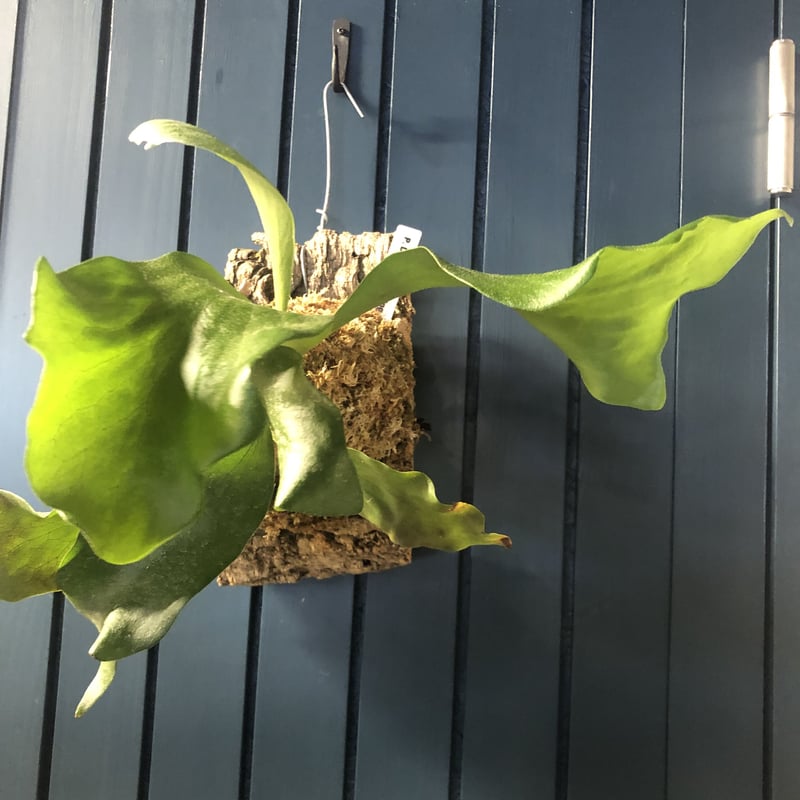 ビカクシダ ヒリーcv ドラゴン | GREEN LUCK