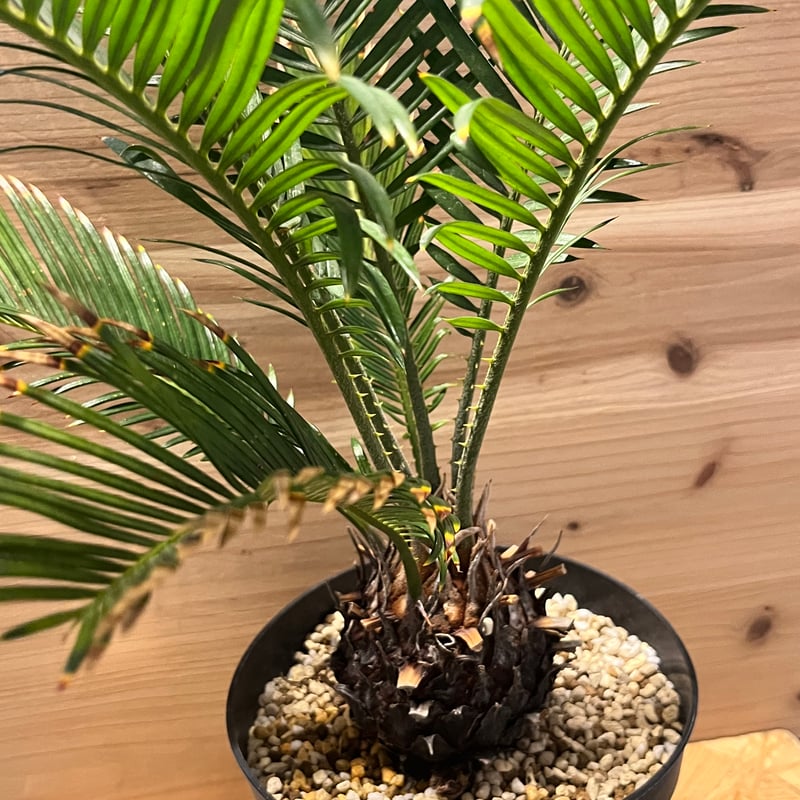 金環ソテツ 金環ソテツ | GREEN LUCK