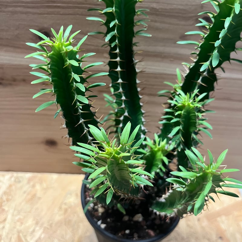 ユーフォルビア　ムランジーナ ユーフォルビア ムランジーナ | hanayoshi-botanical