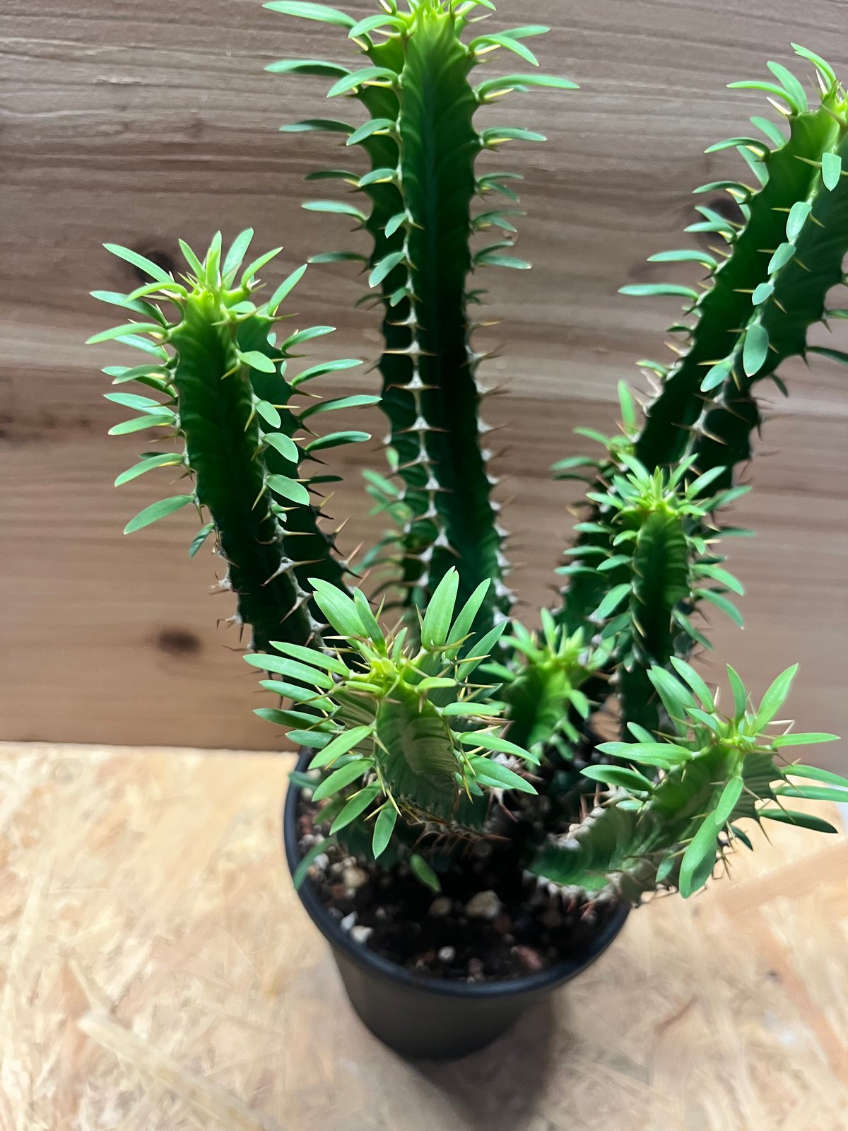 ユーフォルビア ムランジーナ | GREEN LUCK