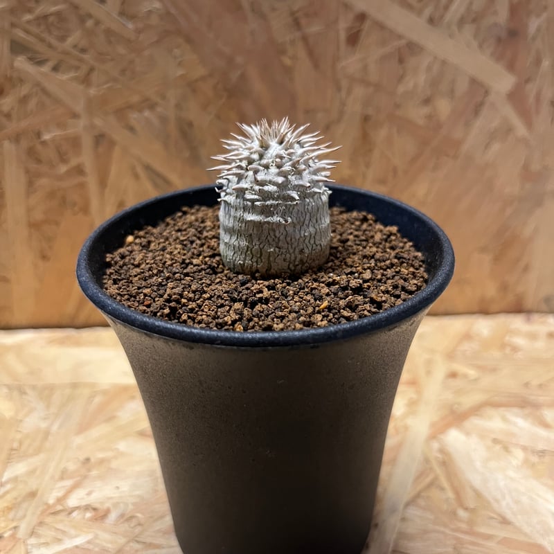 パキポディウム ブレビカウレ 恵比寿大黒 | GREEN LUCK