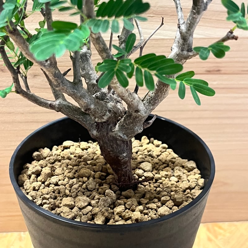 センナ メリディオナリス isla del pescado - Senna meridionalis-センナ・メリディオナリス