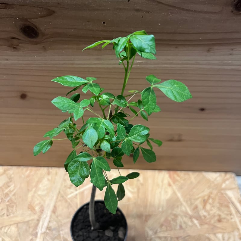 コミフォラ アフリカーナ | GREEN LUCK