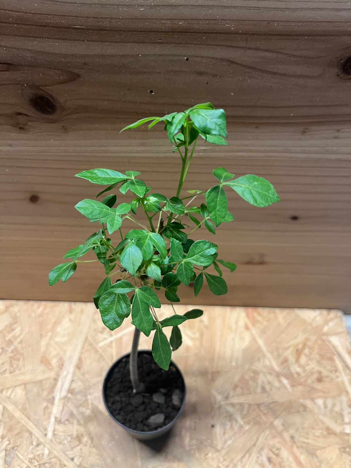 コミフォラ　アフリカーナ Yahoo!オークション - コミフォラ アフリカーナ Commiphora