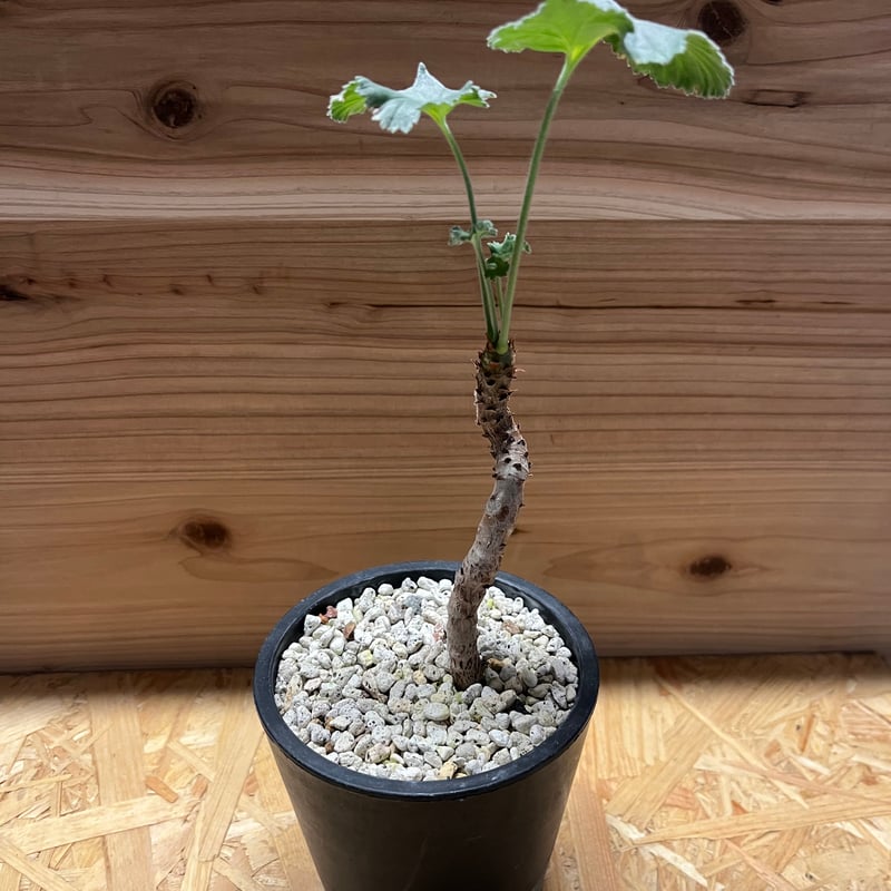 ペラルゴニウム　ミラビレ鉢付き ペラルゴニウム・ミラビレ | trigger