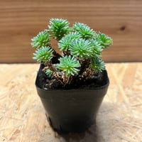 アガベ チタノタ ブルーダイヤモンド | GREEN LUCK