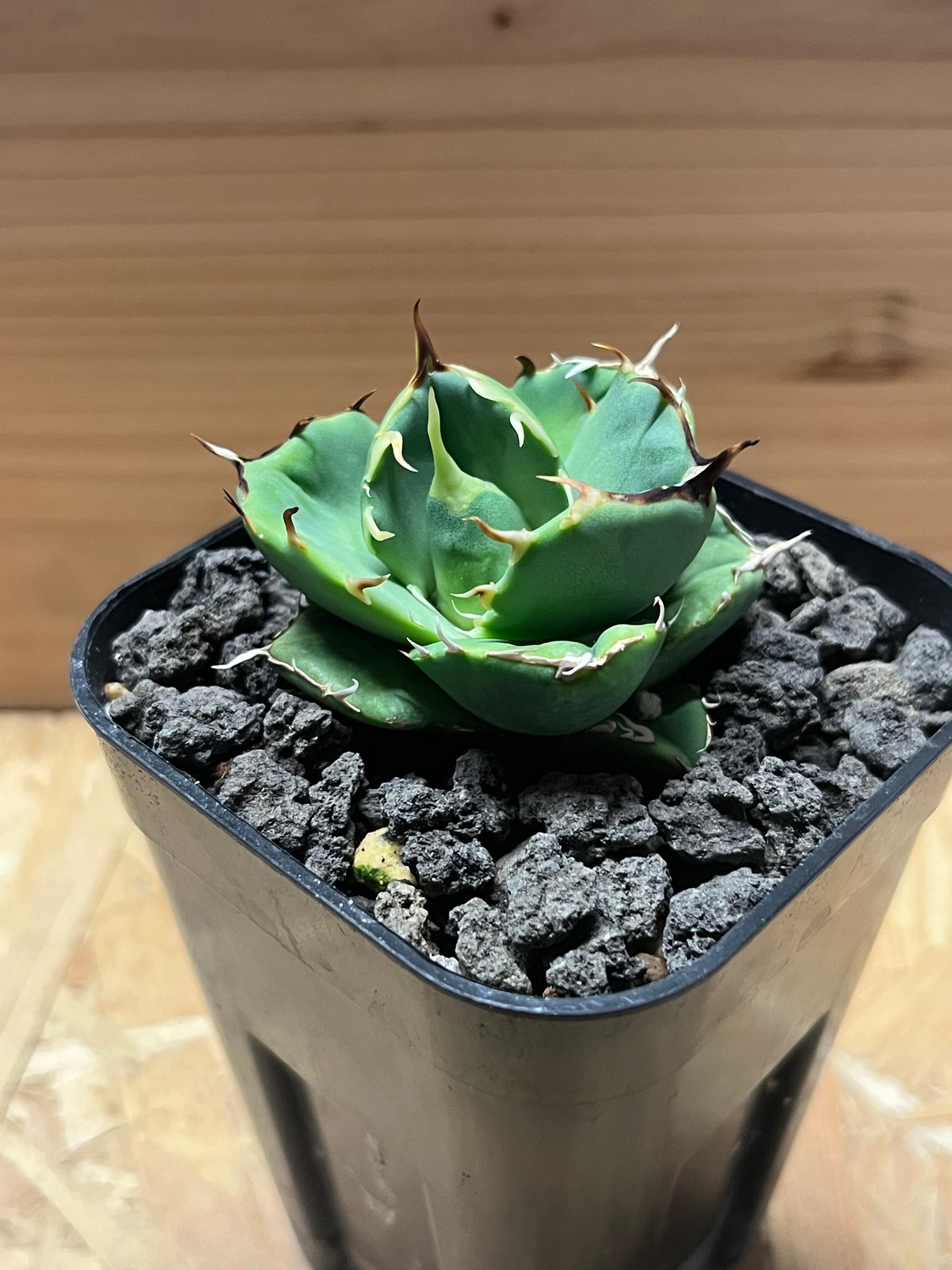 アガベ チタノタ 'アングリーハート' | GREEN LUCK