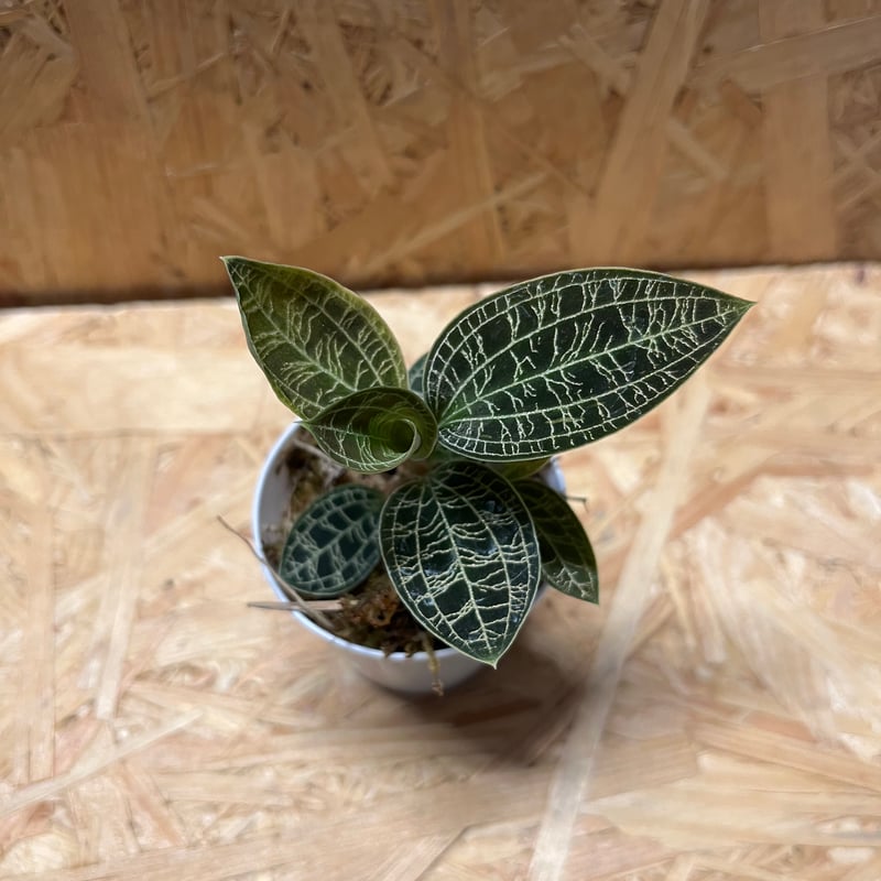 ジュエルオーキッド マコデスペトラ | GREEN LUCK