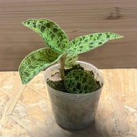 アンスリウム ポーティラエ NSE | GREEN LUCK