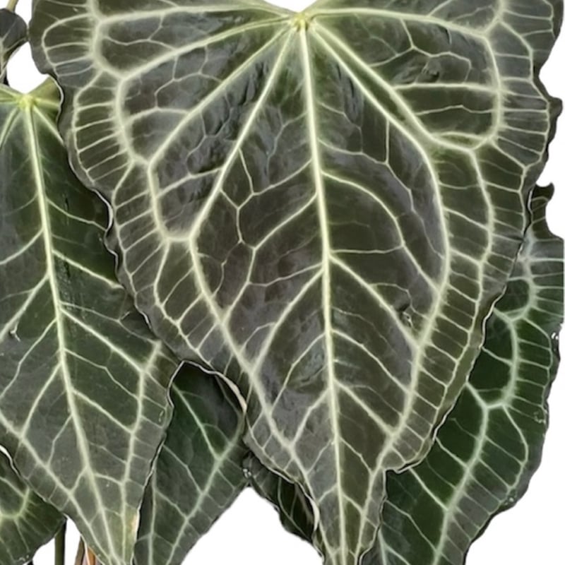 【極美】アンスリウム　デルタフォース　中株　レア種　鉢ごと発送 極美】アンスリウム デルタフォース 中株 レア種 鉢ごと発送