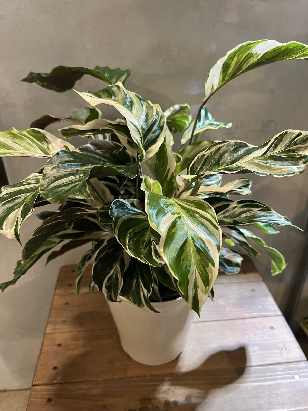 カラテア ホワイトフュージョン | GREEN LUCK