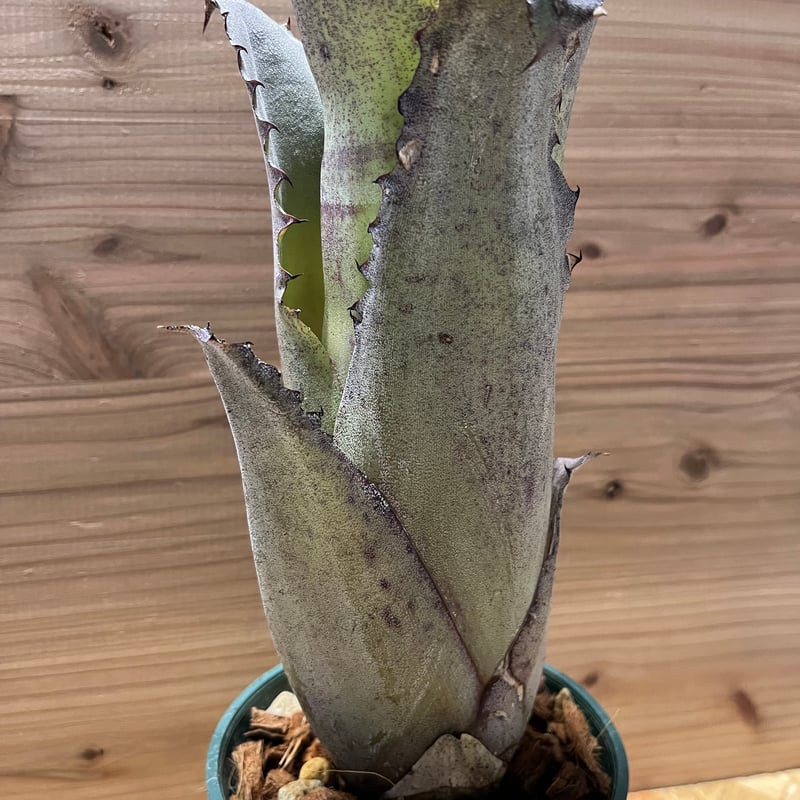 ホヘンベルギア サンドラズマウンテン | GREEN LUCK