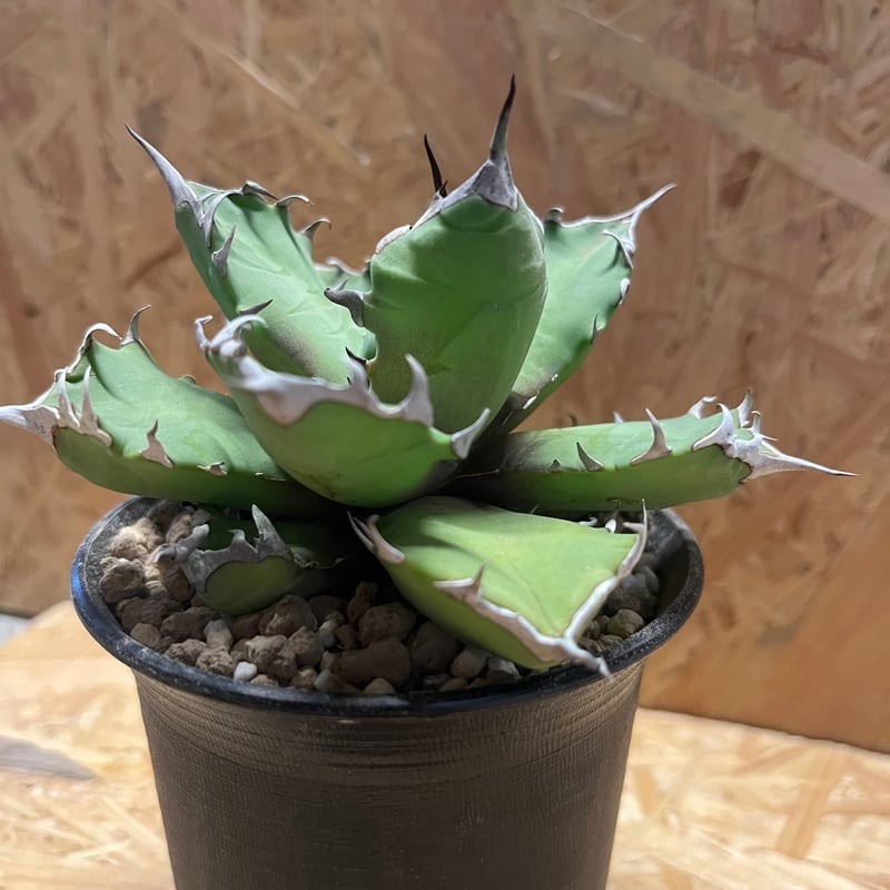 アガベ チタノタ No.1 | GREEN LUCK