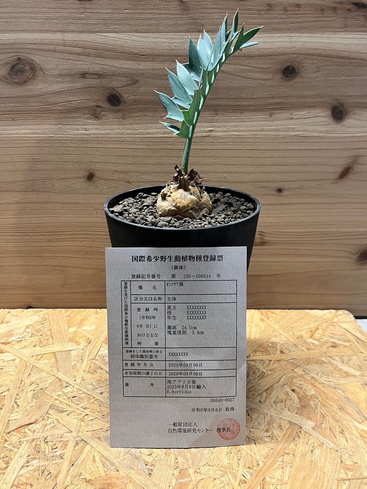 エンセファラルトス ホリダス | GREEN LUCK