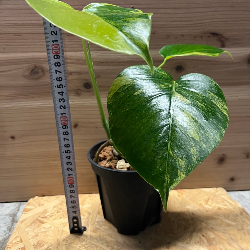 モンステラsp　ボルシギアナ枝変り？③ モンステラsp ボルシギアナ枝変り？③ 極美斑入り モンステラ