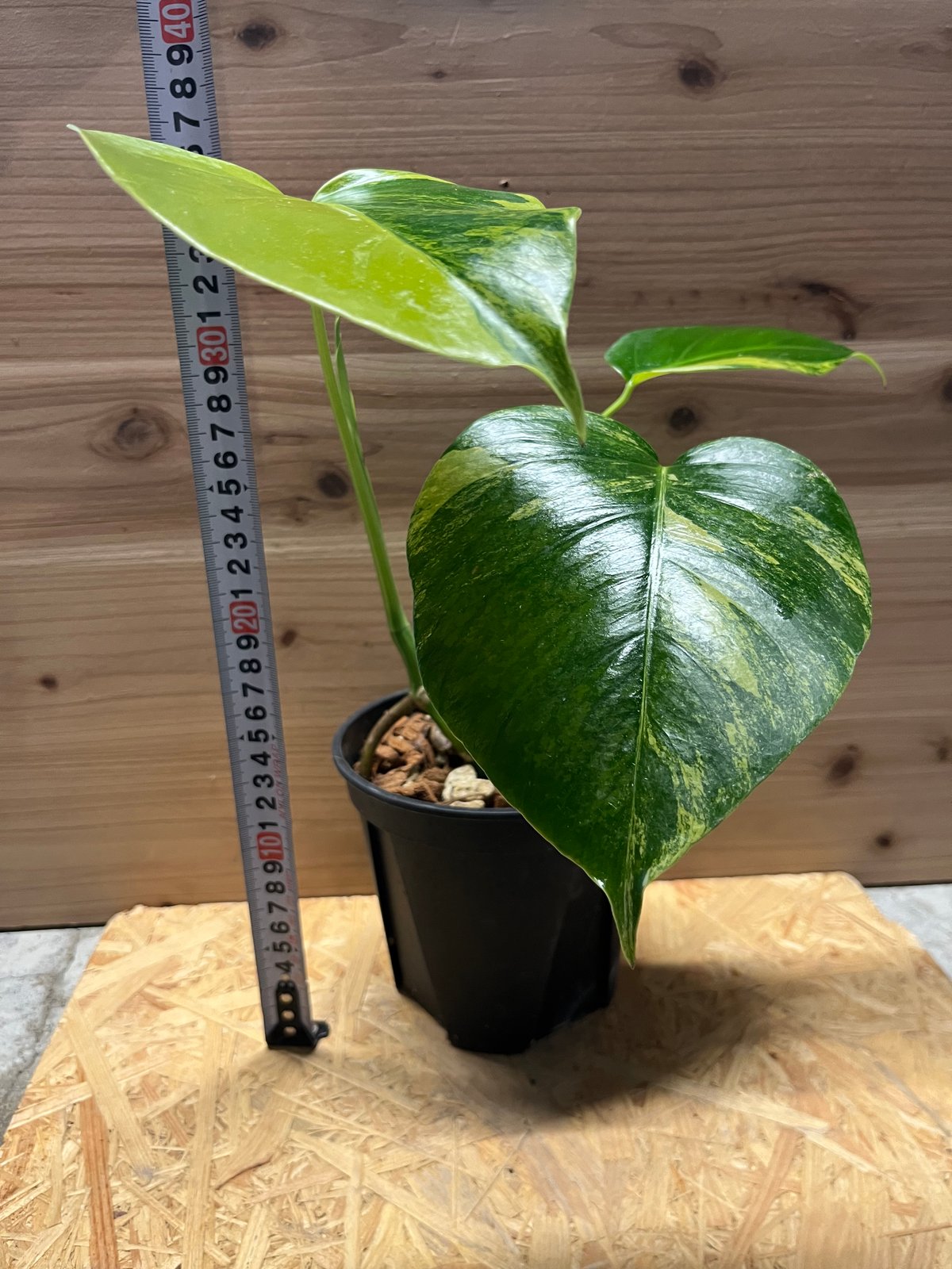 モンステラ ボルシギアナ イエローバリエガータ | GREEN LUCK