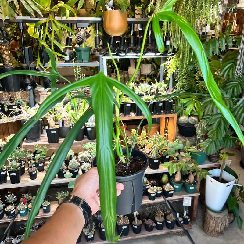 フィロデンドロン ホルトニアナム | GREEN LUCK