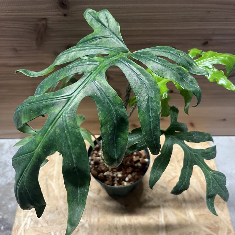 アロカシア ブランキフォリア | GREEN LUCK