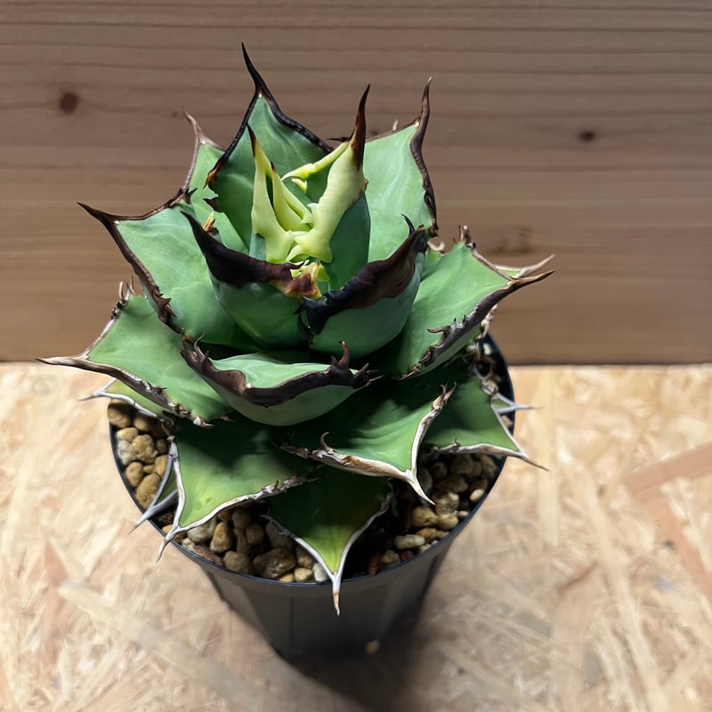 アガベ チタノタ ブラックナイト | GREEN LUCK