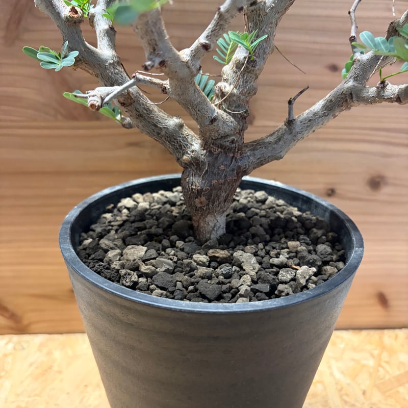 センナ メリディオナリス | GREEN LUCK