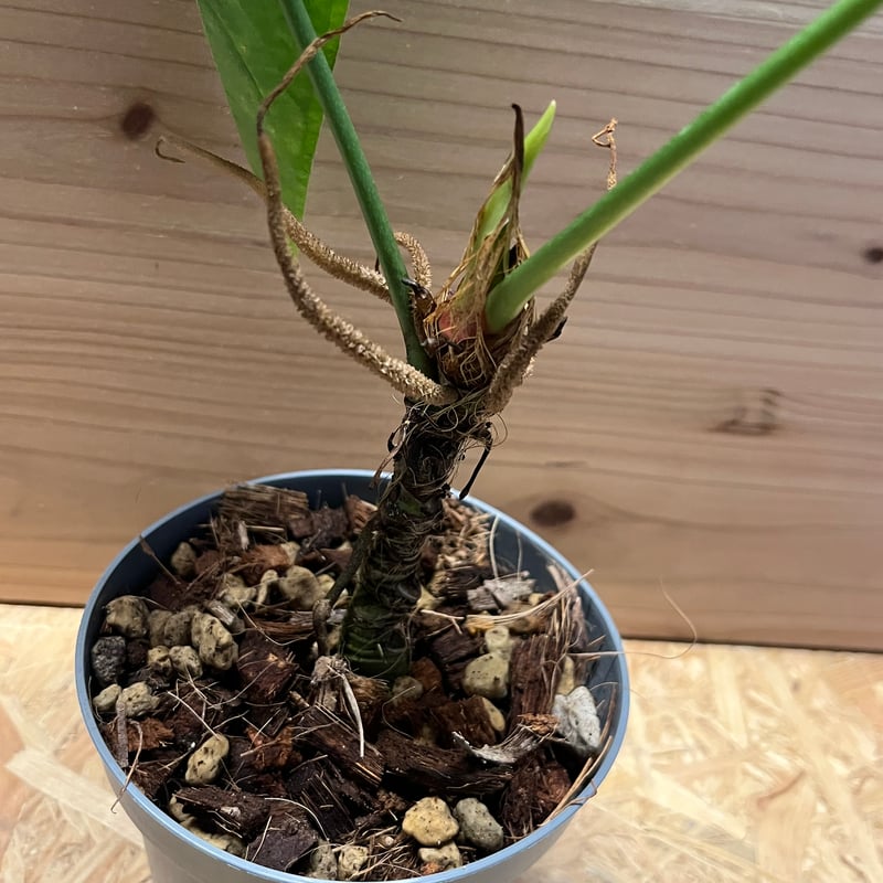 186 queremalense クエレマレンセ　アンスリウム アンスリウム クエレマレンセ | GREEN LUCK