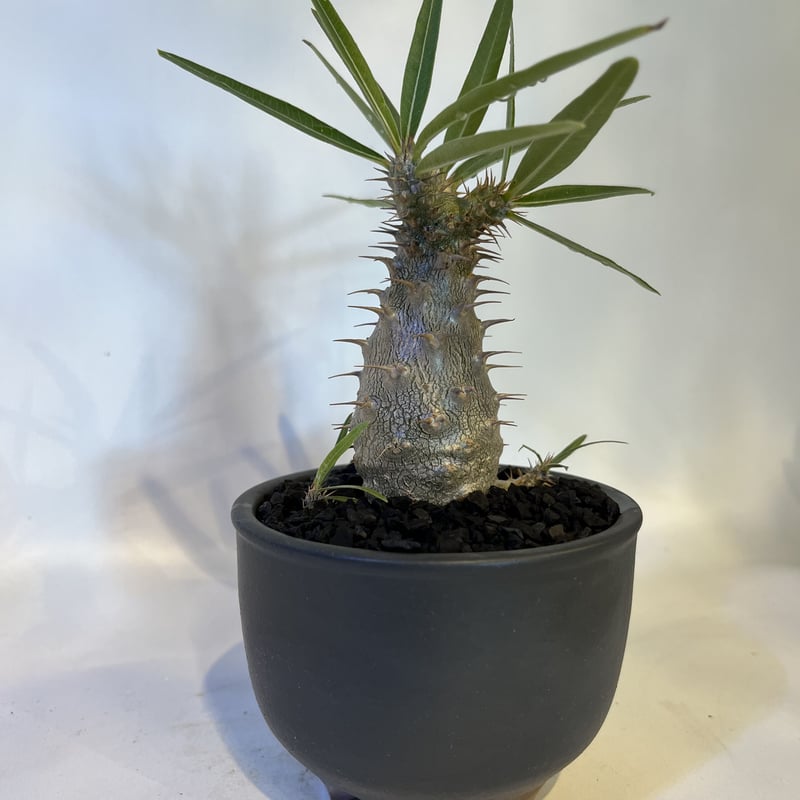 パキポディウム グラキリス実生×伝市鉢 | GREEN LUCK