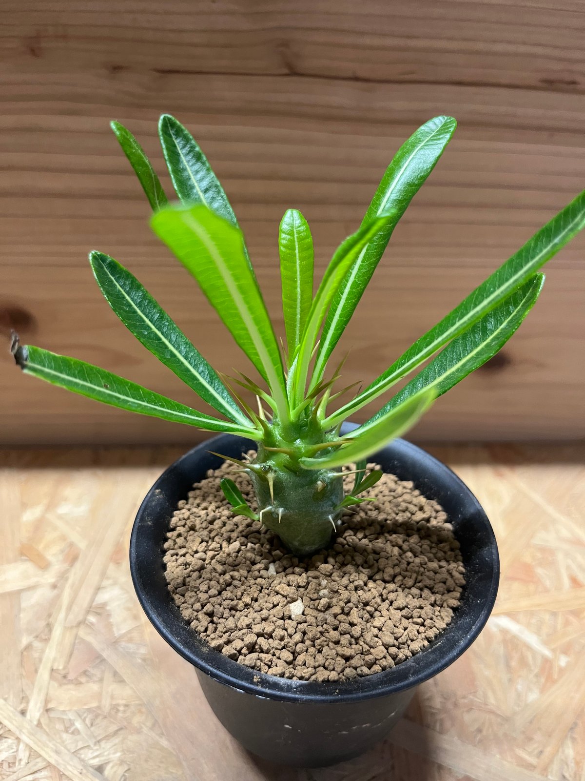 パキポディウム　アンボンゲンセ　④ パキポディウム アンボンゲンセ | hanayoshi-botanical