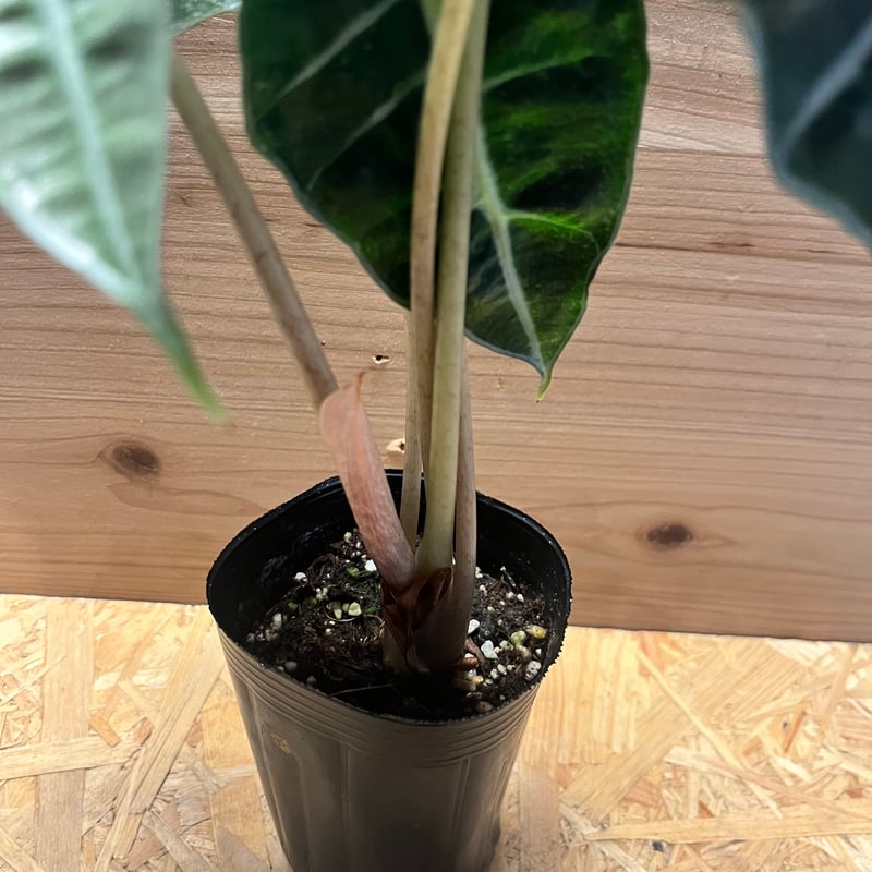 アロカシア アマゾニカ ポリー ピンクバリエガータ | GREEN LUCK