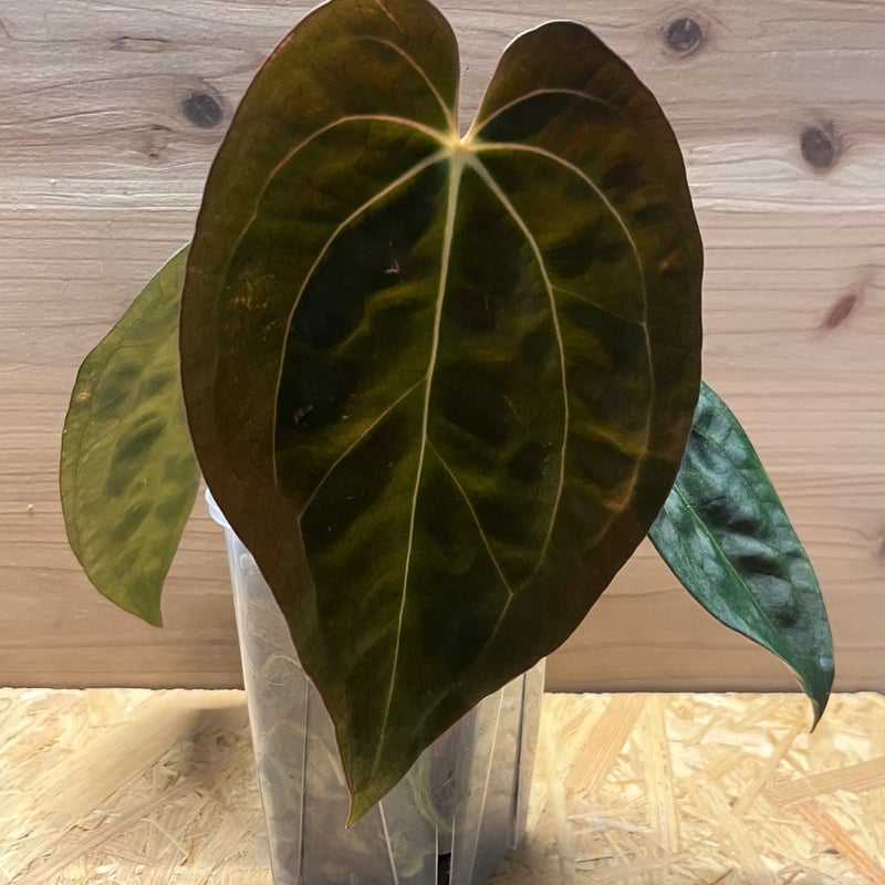 アンスリウムCarlablackiae×crystallinum 速達発送 アンスリウム エンジェルズドリーム×Carlablackiae | GREEN LUCK