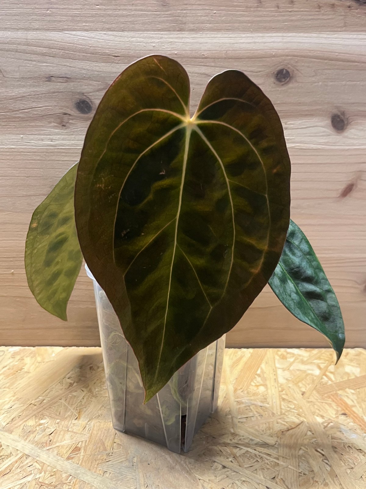 アンスリウム　(パピリラミナム × サブシグナツム) x ポーティラエ Anthurium Subsignatum x Portillae – ProtoLeaf