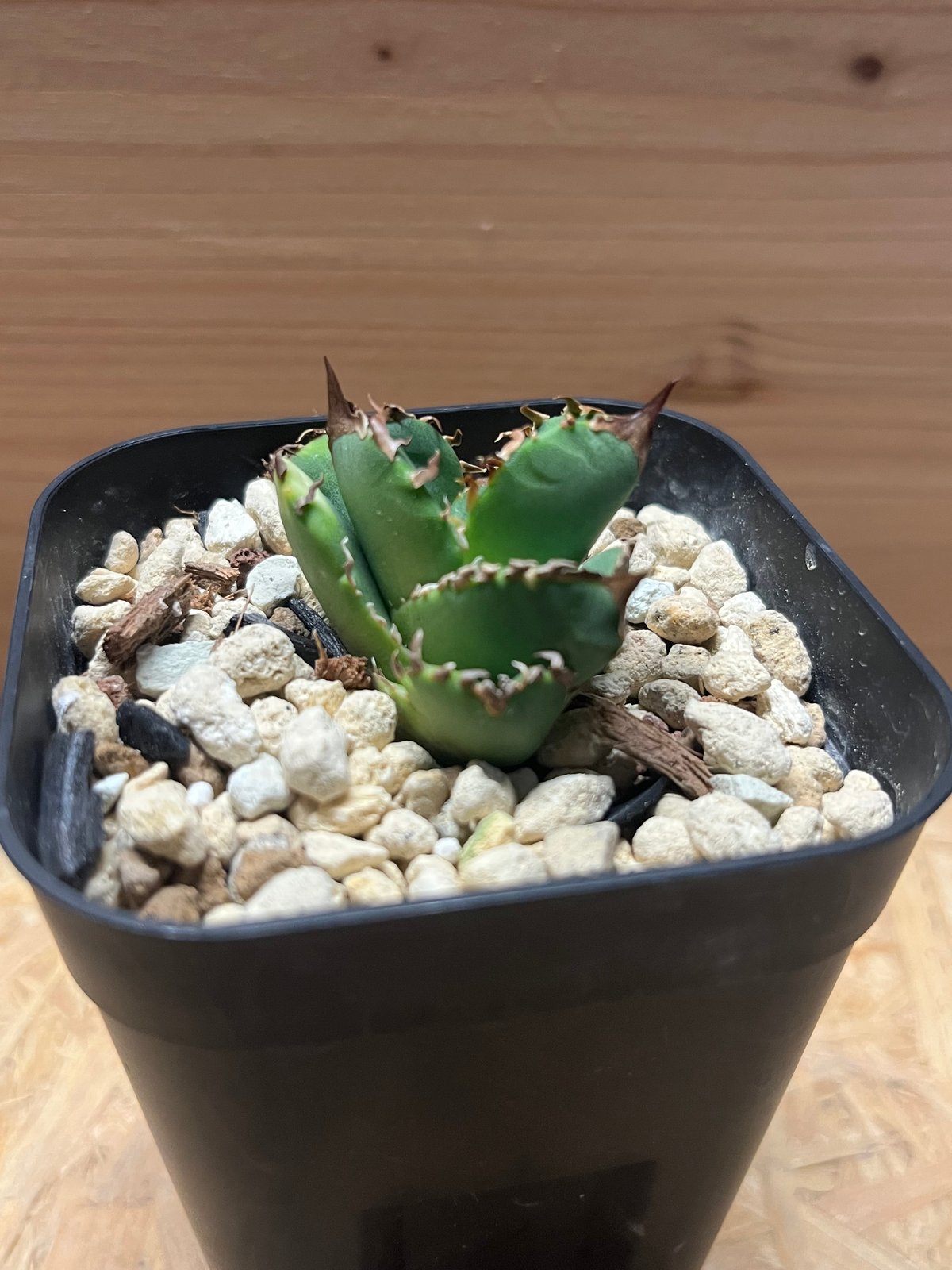 JINBEI アガベ クラウン 親株 発根済み JINBEI アガベ クラウン 親株 発根済み 🌿 Agave titanota