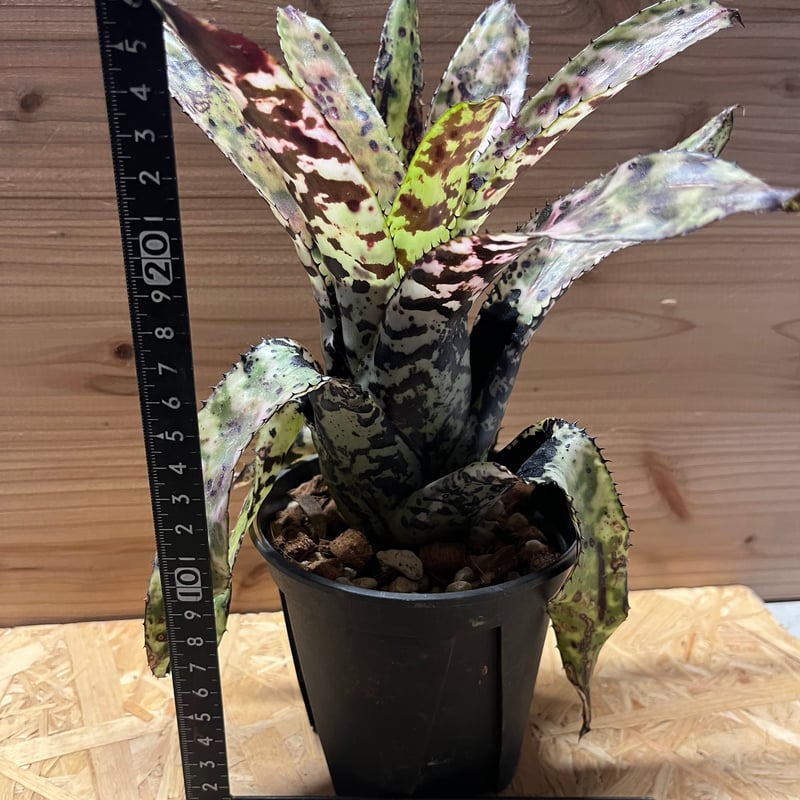 エクメア オーランディアナ シーディング | GREEN LUCK