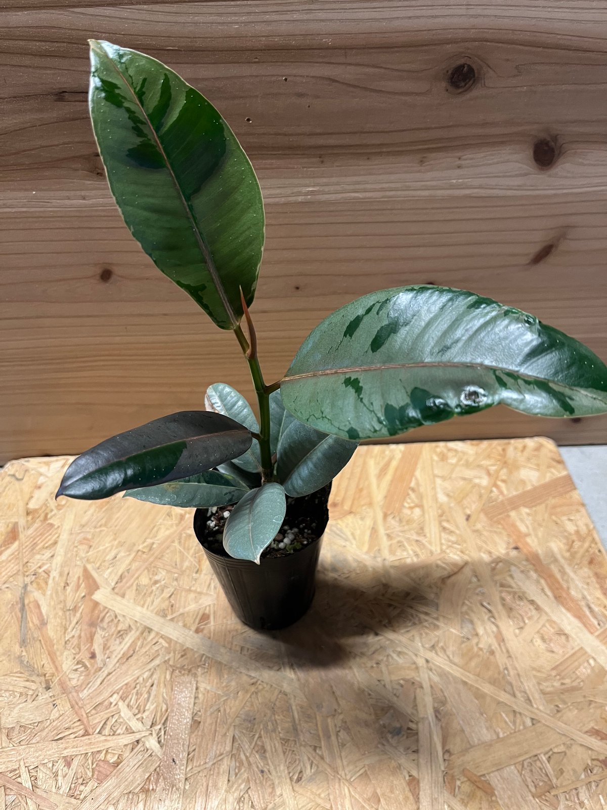 フィカス ブルールビー | GREEN LUCK