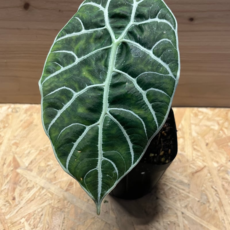 アロカシア ワトソニアナ スラウェシ | GREEN LUCK