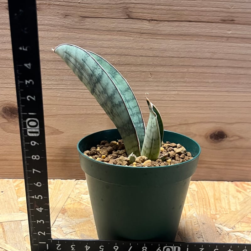 サンスベリア ハリー 'シルバーバット' | GREEN LUCK