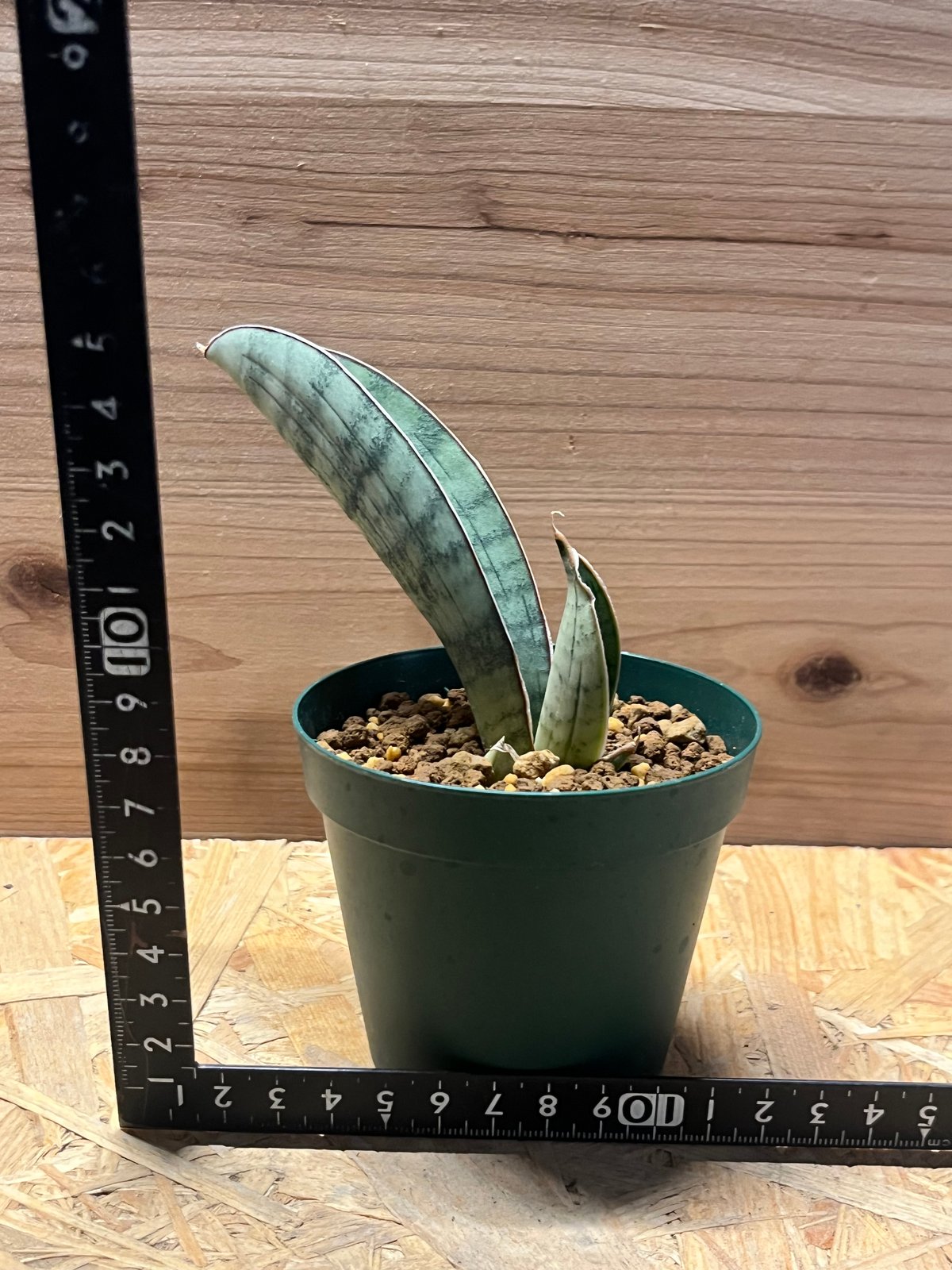 サンスベリア ハリー 'シルバーバット' | GREEN LUCK