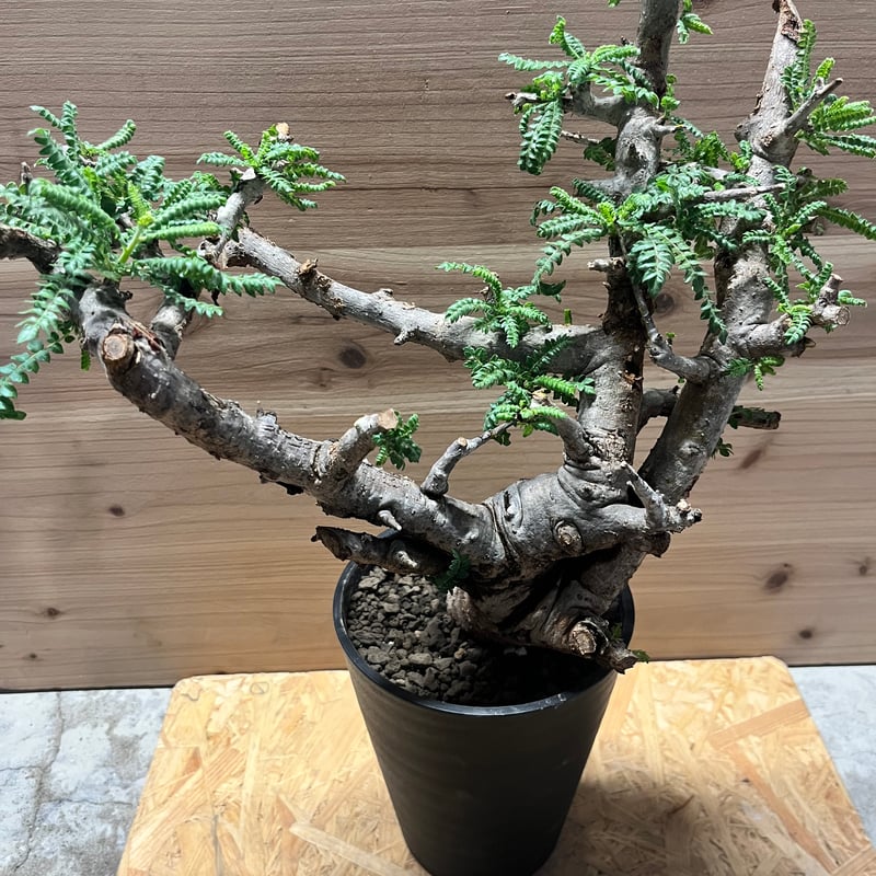 ボスウェリア ネグレクタ 現地株 低重心 /検索 灌木neglecta 灌木 ボスウェリア ネグレクタ | FELICITA