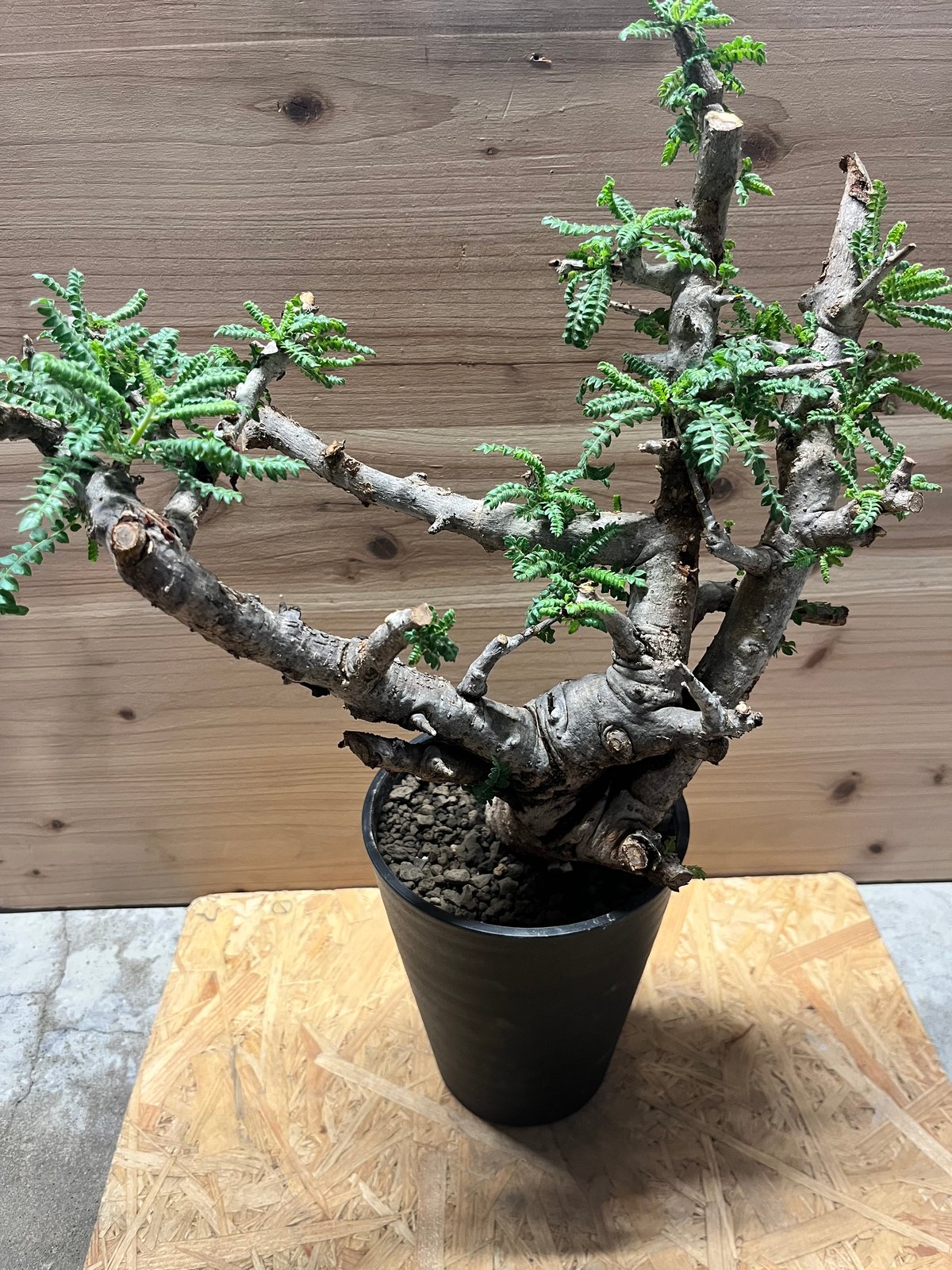 fit=scale-down,w=1200