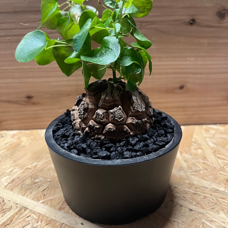 亀甲竜 ディオスコレア エレファンティペス | GREEN LUCK