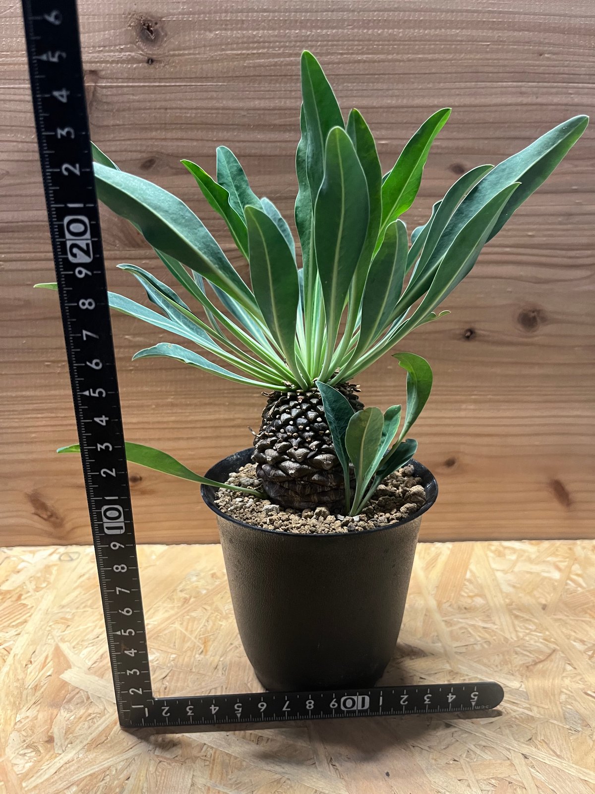 ユーフォルビア ブプレウリフォリア 鉄甲丸 ③ 大型 塊根植物 夏型 ユーフォルビア プブレウリフォリア 鉄甲丸 | GREEN LUCK