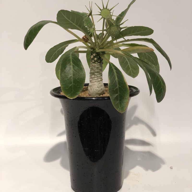 ドルステニア フォエチダ | GREEN LUCK