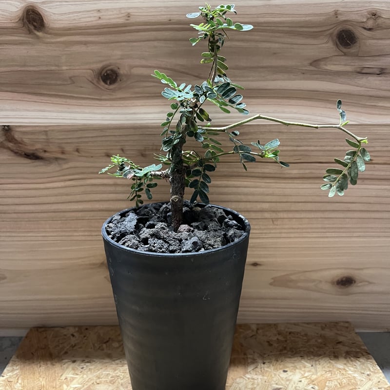 センナ メリディオナリス | GREEN LUCK