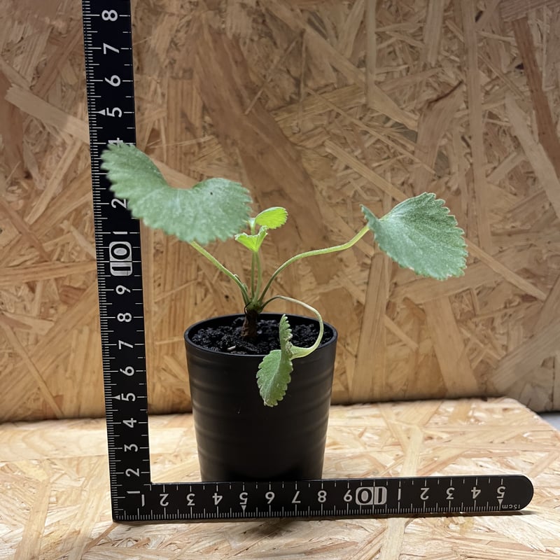 ペラルゴニウム ミラビレ 実生 | GREEN LUCK