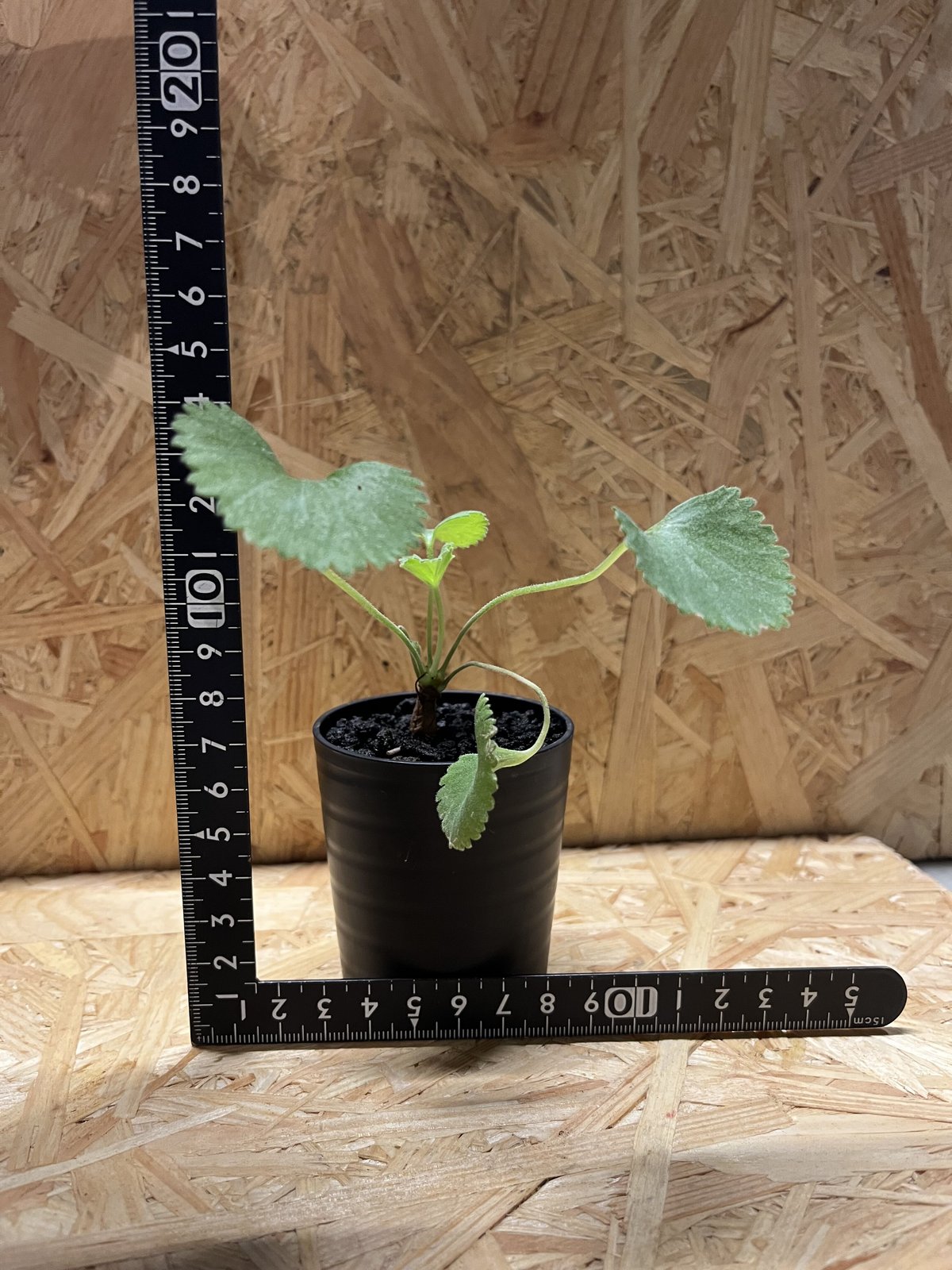 ペラルゴニウム ミラビレ実生株　3年管理株　現品鉢ごと発送 ペラルゴニウム ミラビレ実生株 3年管理株 現品鉢ごと発送