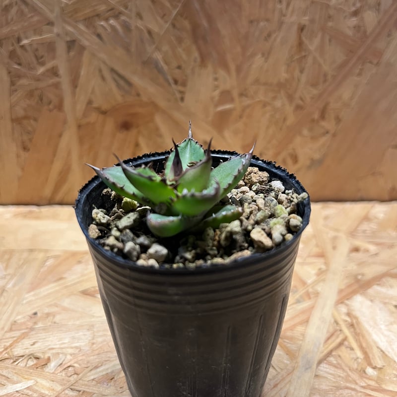 アガベ ホリダ 実生 | GREEN LUCK