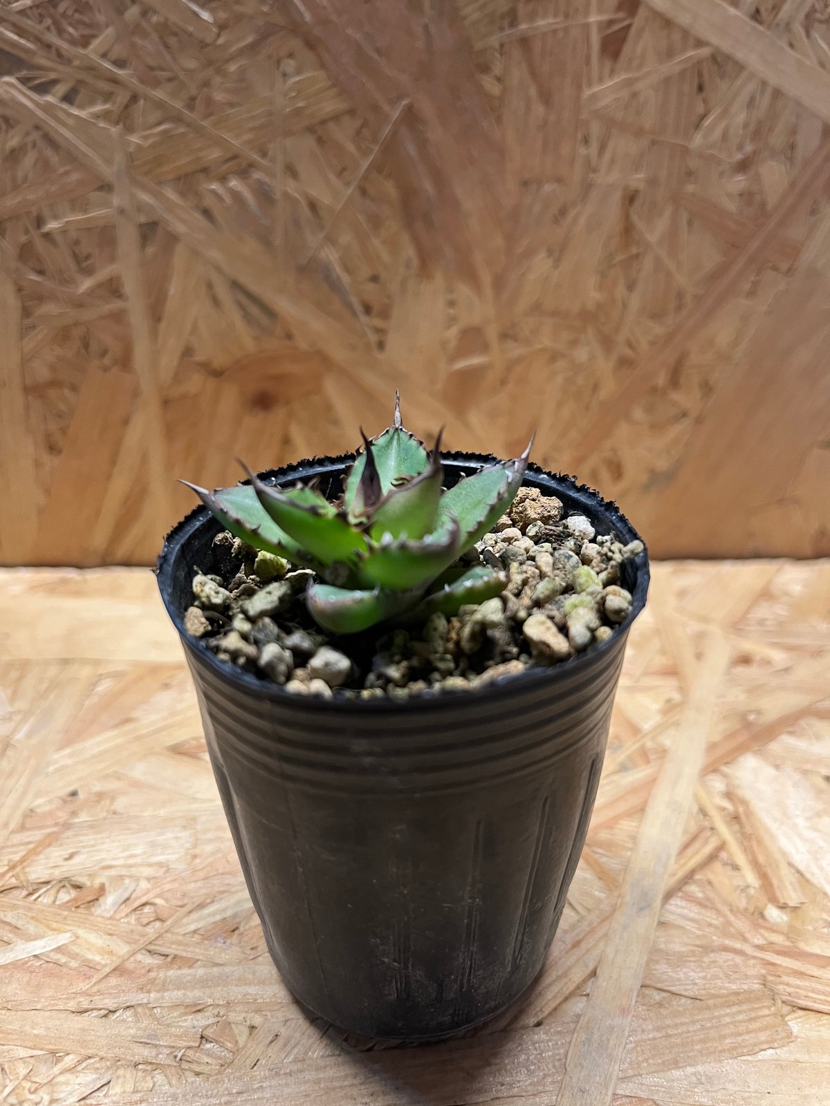 アガベ ホリダ 実生 | GREEN LUCK