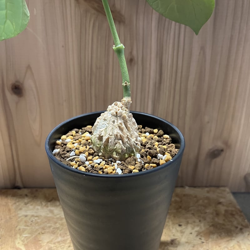 マテレア シクロフィラ | GREEN LUCK